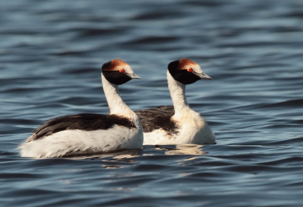 Improved breeding success for the Hooded Grebe