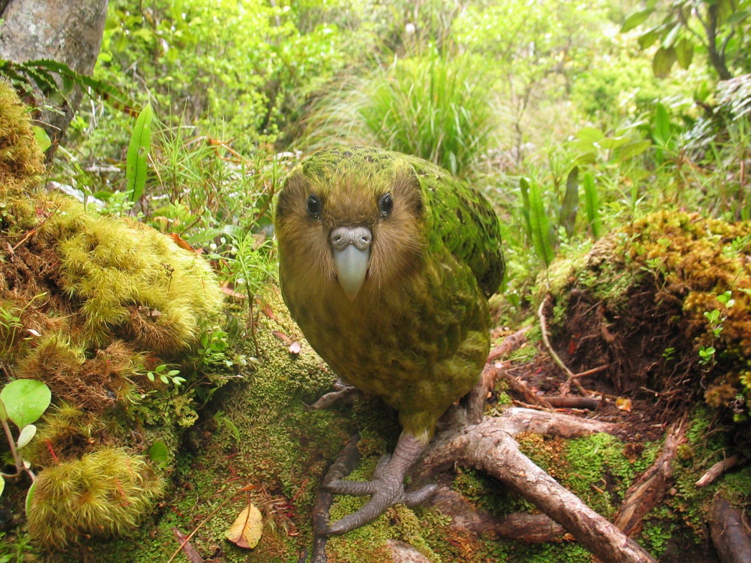 Kakapo On The EDGE The Fight To Save The World s Weirdest Parrot 