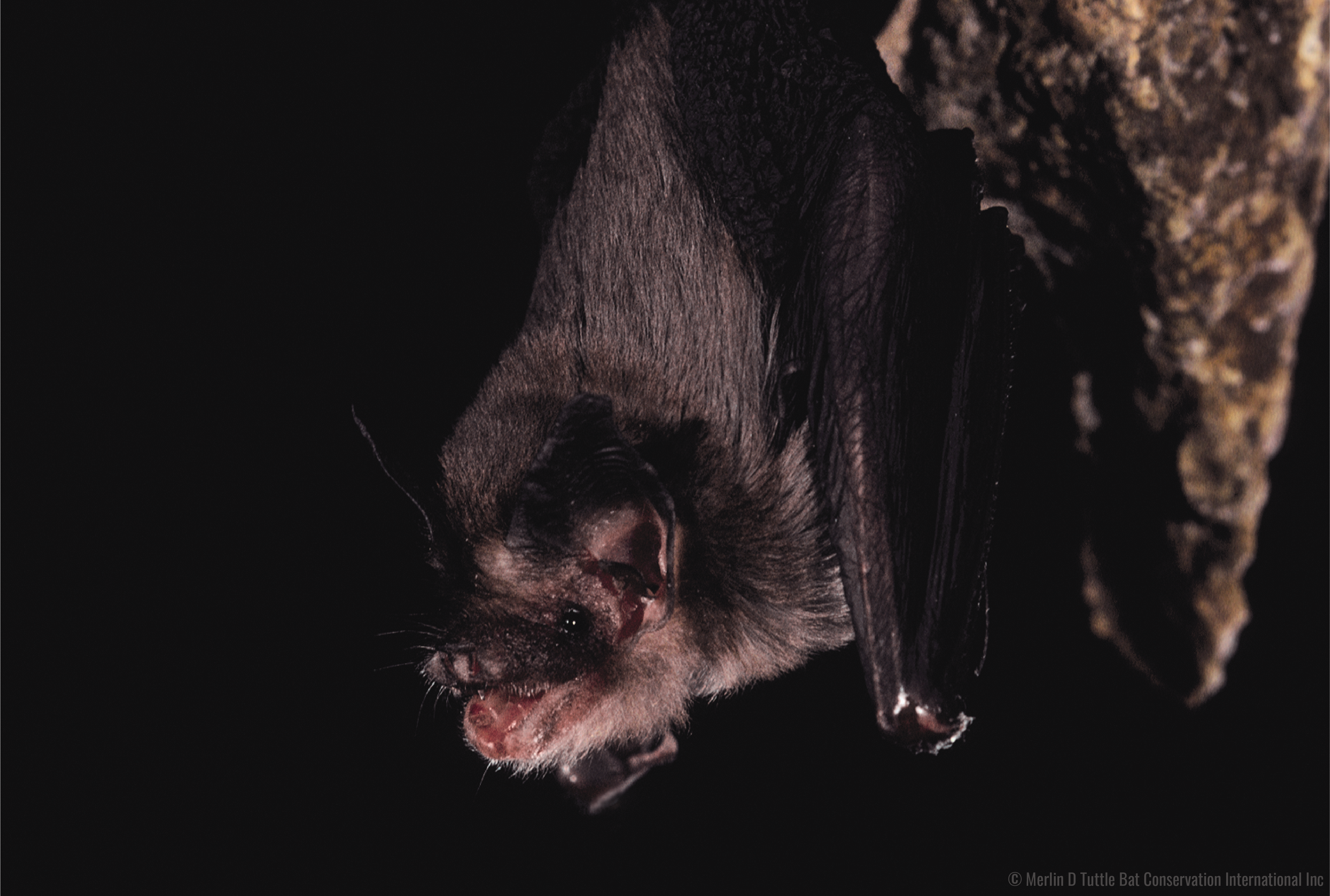 bats inc