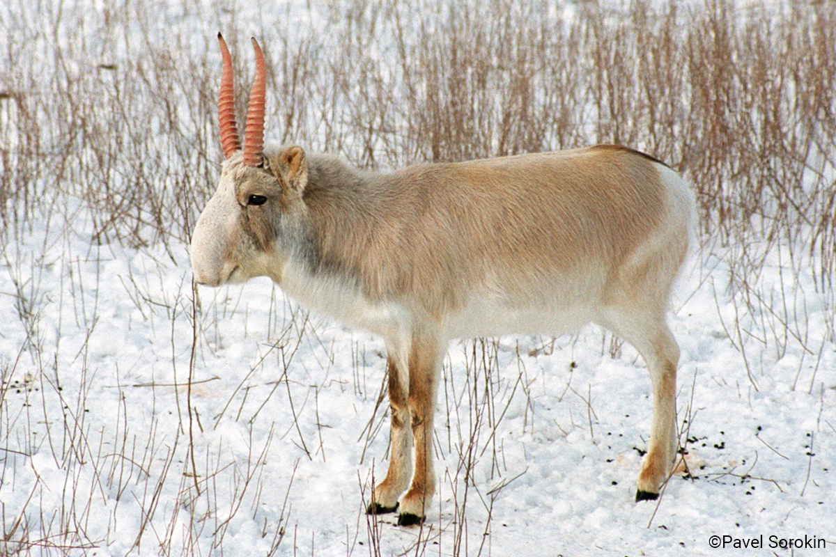 Saigauantilope