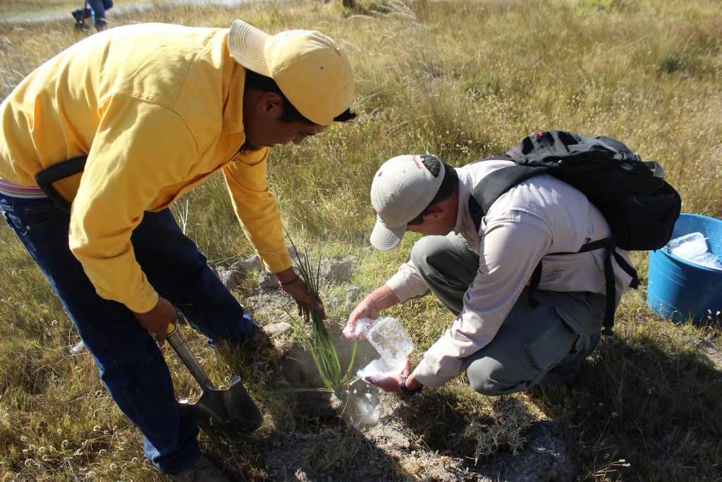 Habitat restoration project for EDGE salamander