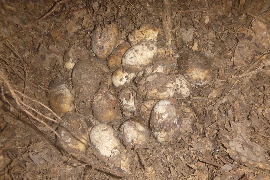 First record of a slender-snouted crocodile nest in Ghana