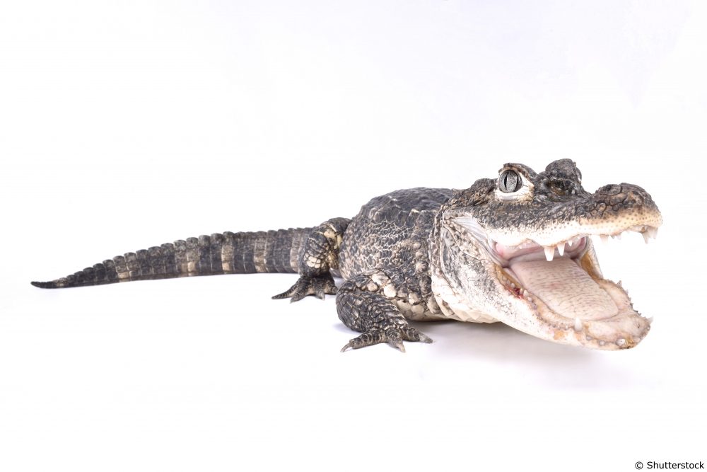 Chinese Alligator