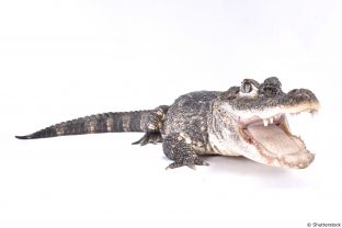 Alligator sinensis - Shutterstock