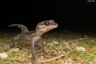 Tokashiki Gecko