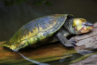 Madagascan big-headed turtle - Ermynochelys madagascariensis