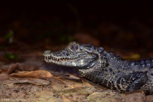 Dwarf Crocodile, Osteolaemus tetraspis - Rikki Gumbs