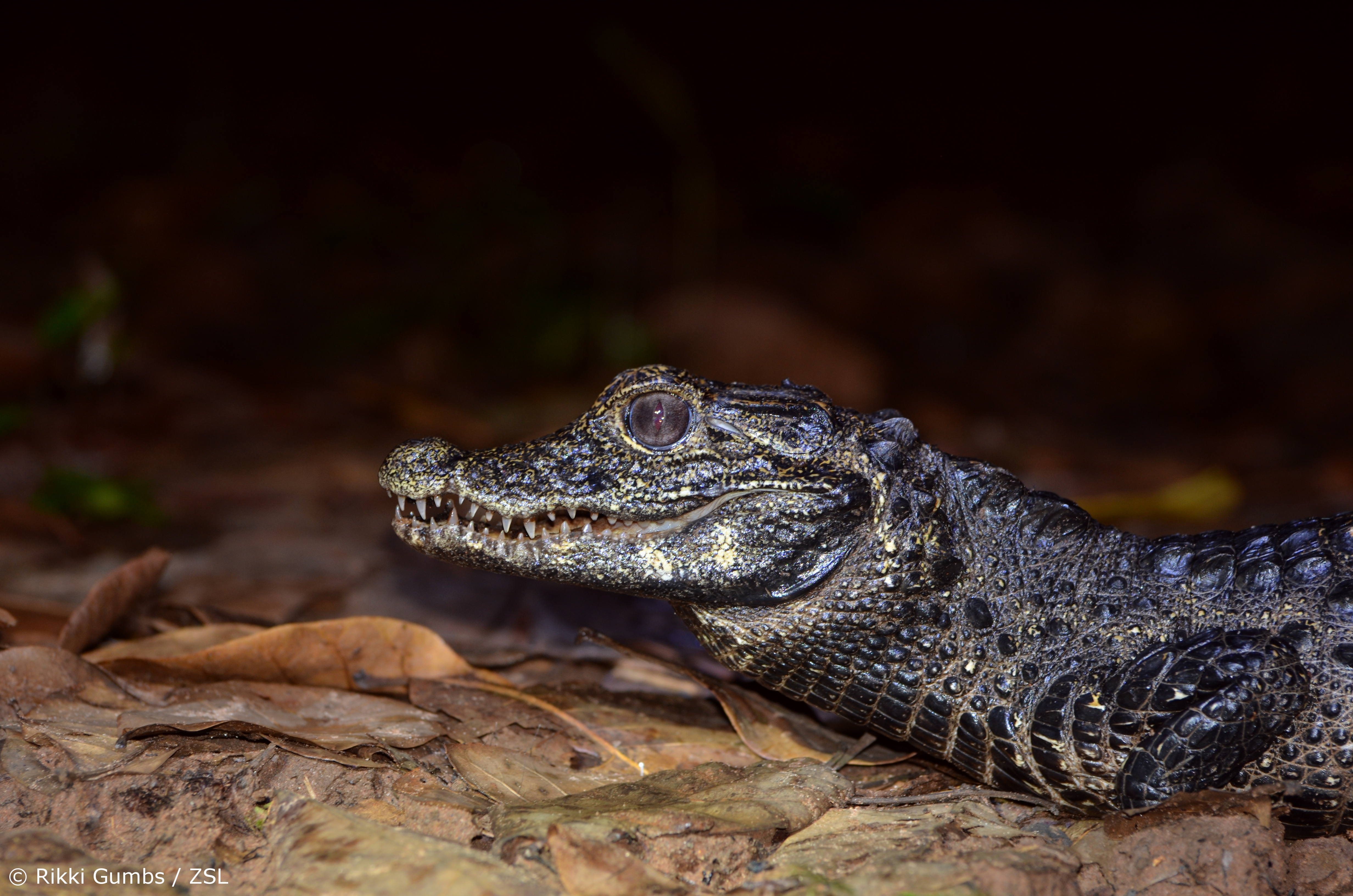 Dwarf Crocodile, Osteolaemus tetraspis - Rikki Gumbs