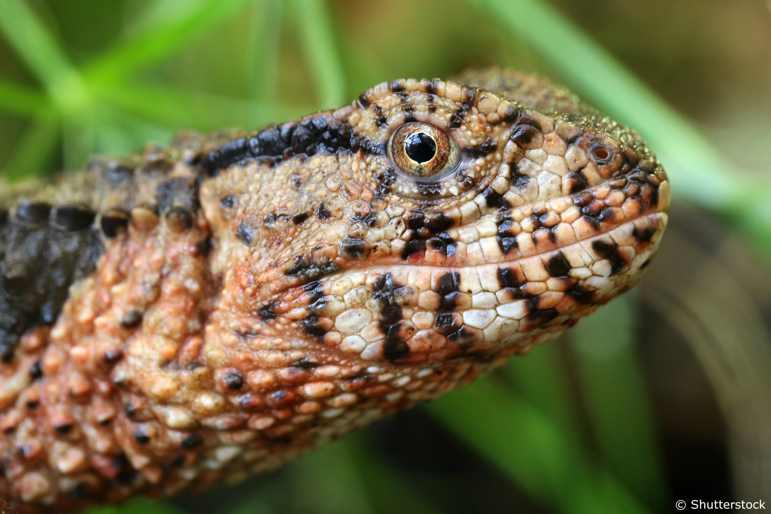 Distribución actual del lagarto cocodrilo chino (Shinisaurus