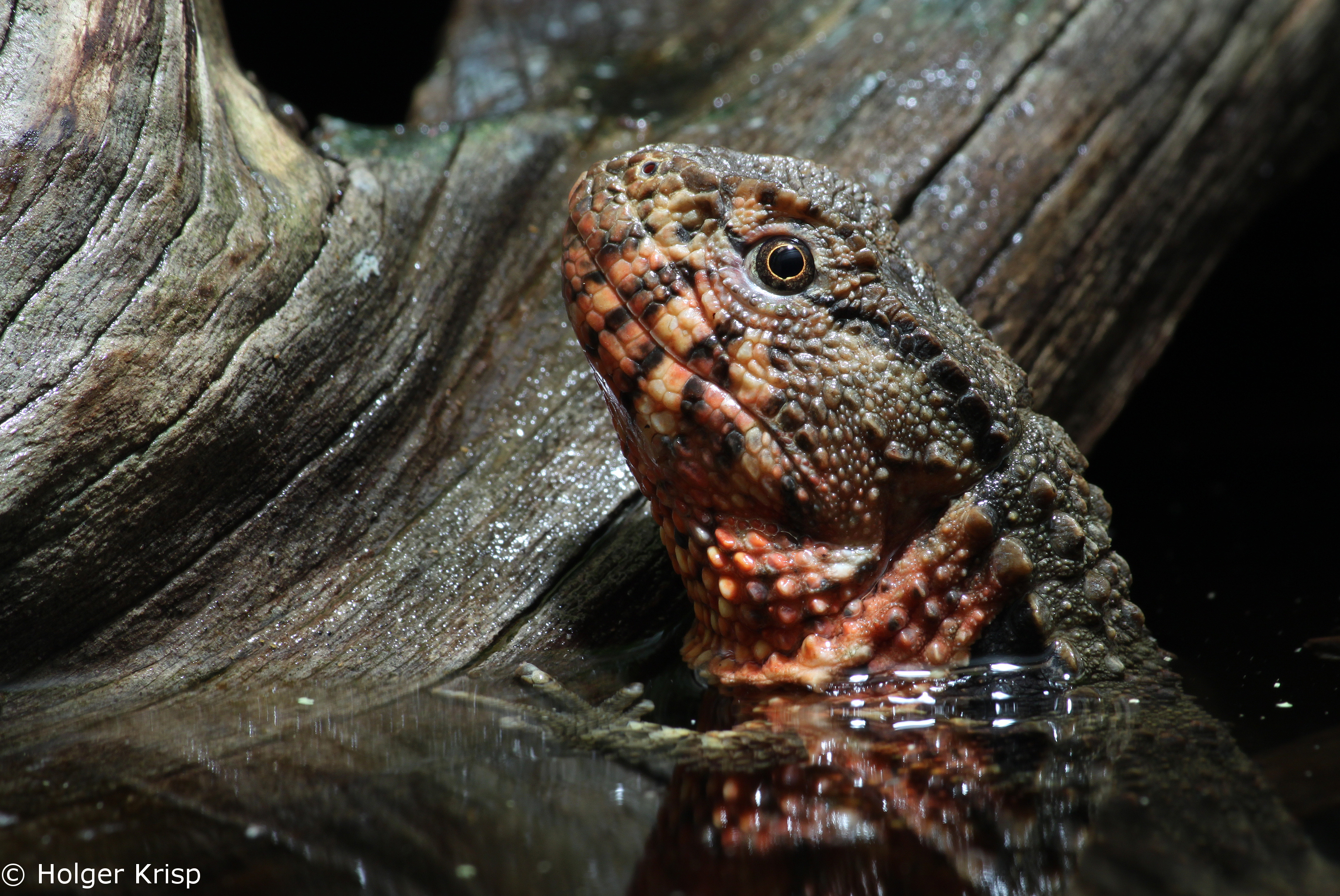 Shinisaurus_crocodilurus_Holger Krisp