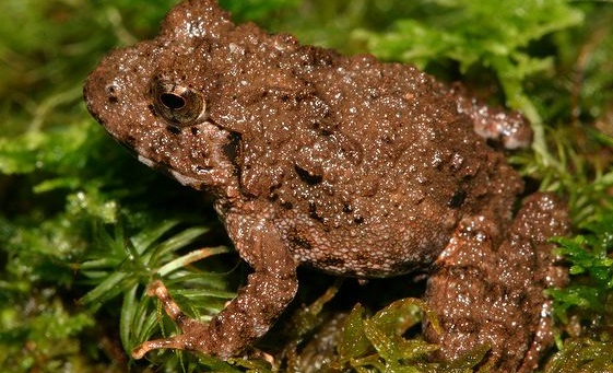 New population of toad-skinned frog discovered in Munnar