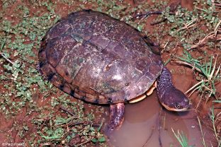 Chaco Side-necked Turtle