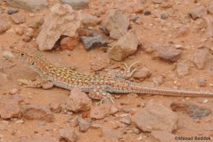 Doumergue's Fringe-fingered Lizard