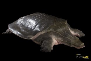 Asian narrow headed softshell turtle