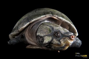 Big-headed Amazon River Turtle