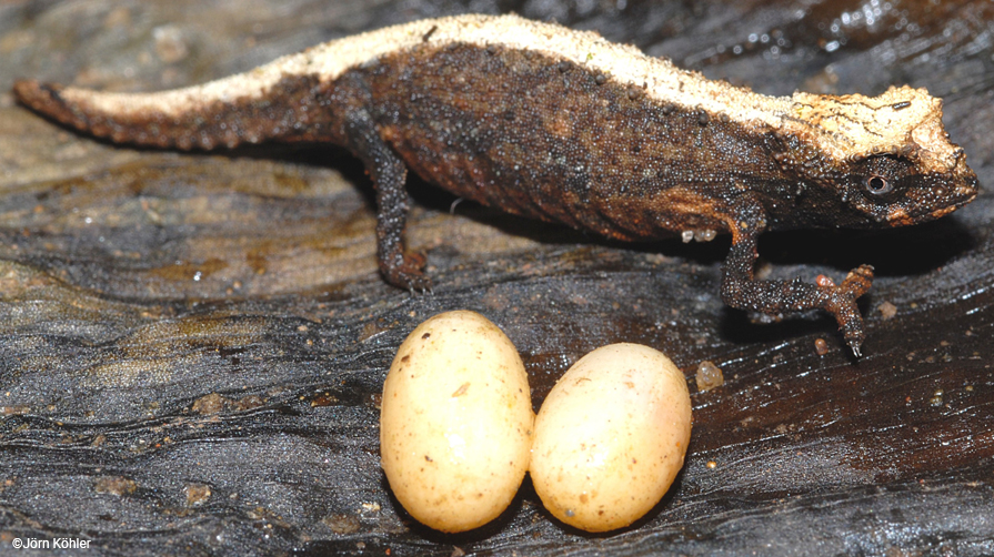 Female Brookesia desperata