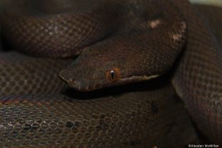 Round Island Keel-scaled Boa