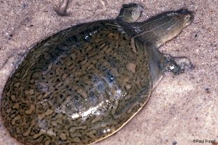 Narrow-headed Softshell Turtle