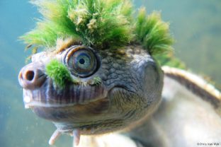 Mary River Turtle