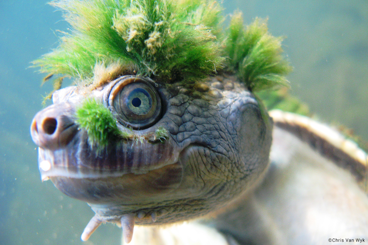 Mary River Turtle | Elusor macrurus