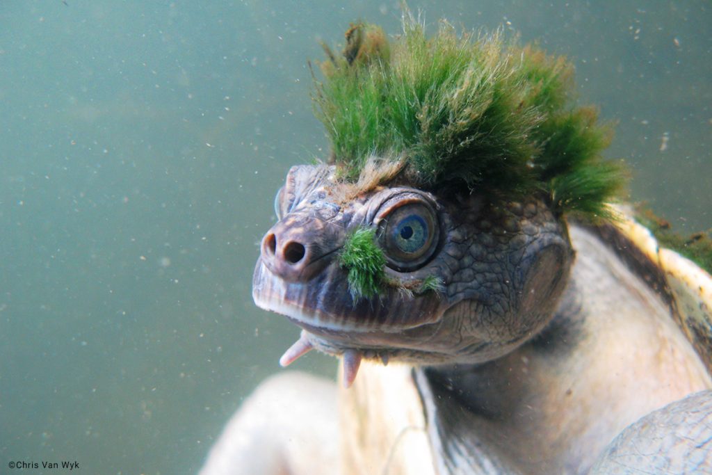 Mary River Turtle