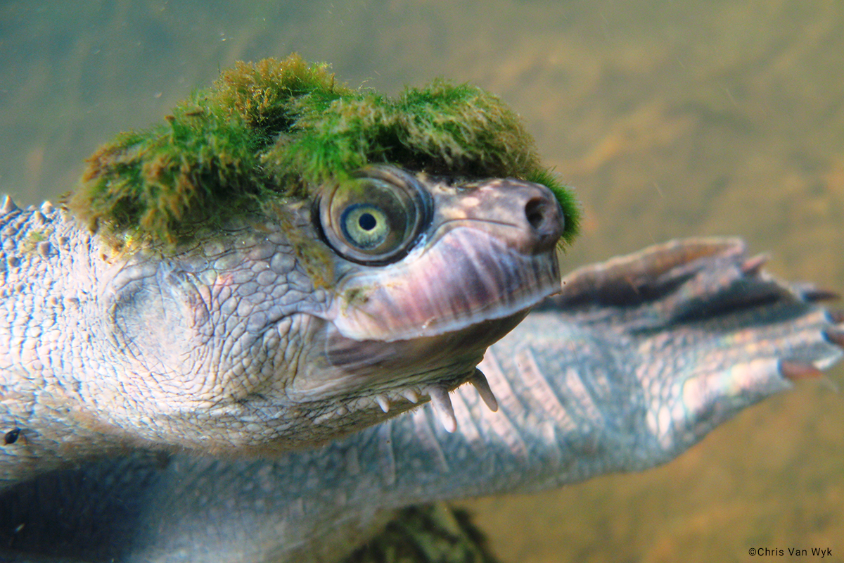 Mary River Turtle | Elusor macrurus