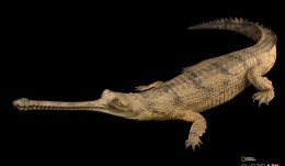 Gharial