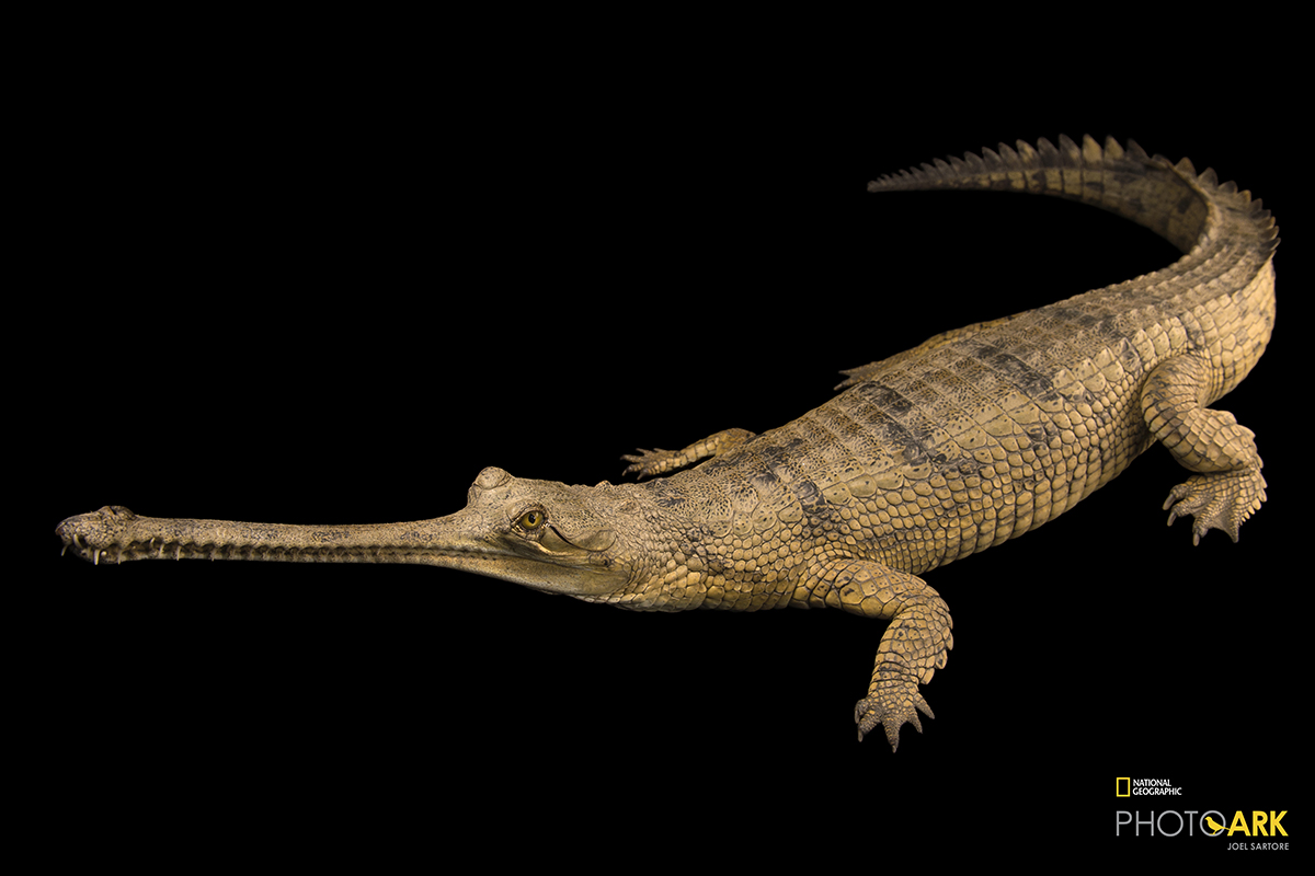 Gharial Gavialis Gangeticus
