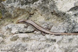 Bojer's skink