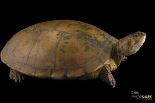 Magdalena River Turtle