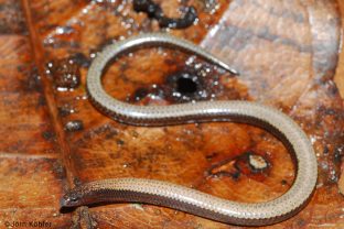 Rothschild's Skink, Paracontias rothschildi