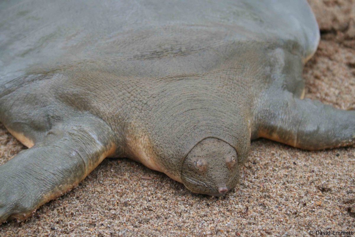 pelochelys cantorii - la tortue géante de cantor