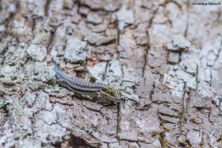 Phelsuma pronki