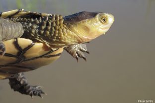 Western Short-necked Turtle