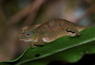Mount Namuli Pygmy Chameleon