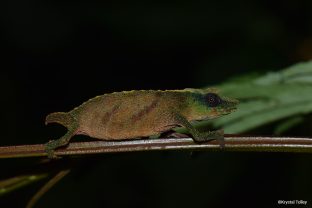 Chapman's Pygmy Chameleon