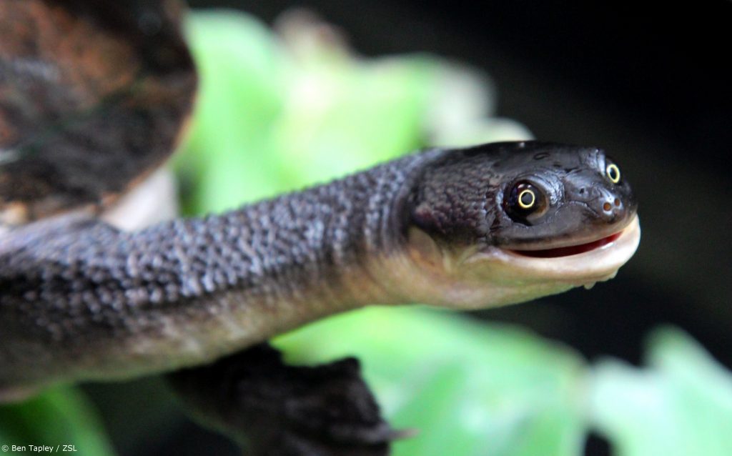 How Big Is The Roti Island Snake-necked Turtle?