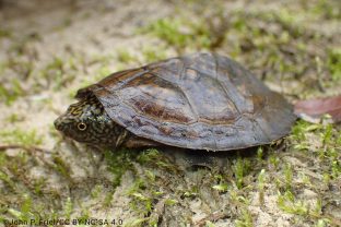 Flattened Musk Turtle