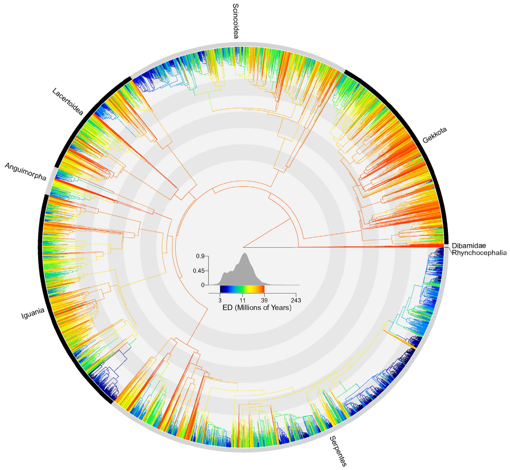 Squamate phylogeny