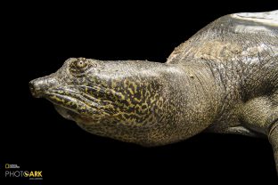 Yangtze giant softshell turtle