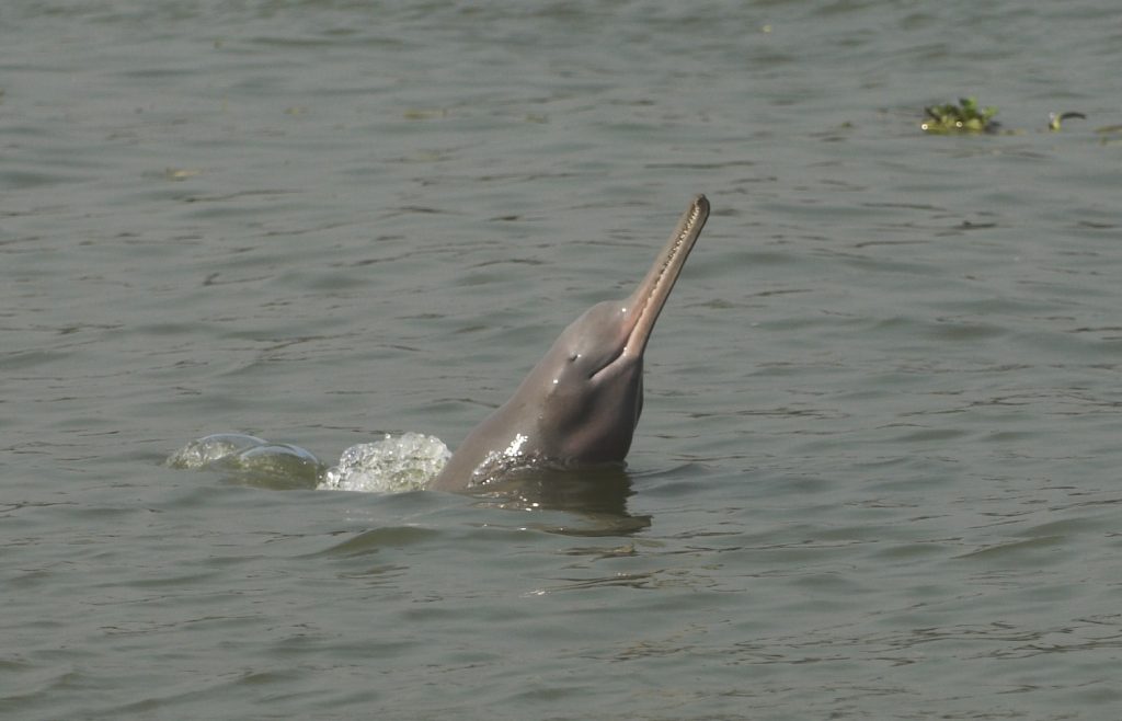 Conserving the Ganges River Dolphin Project Begins