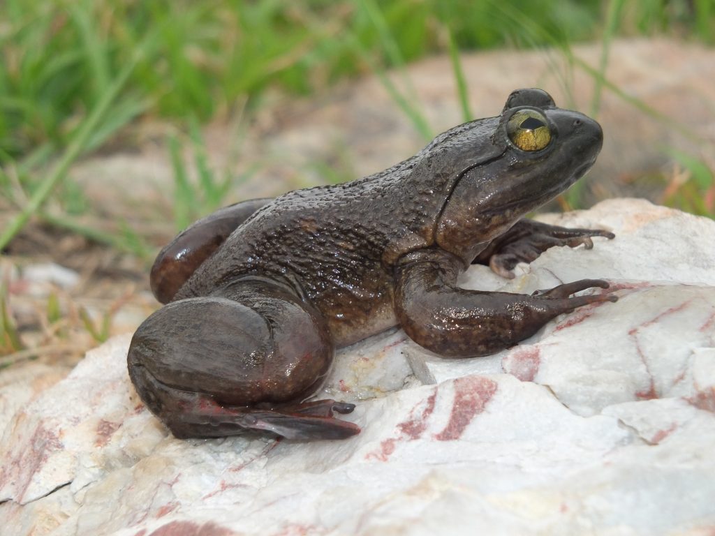 Protected area established for Togo slippery frog