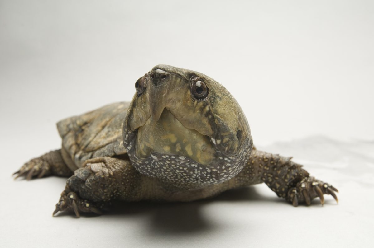 Big-headed turtle