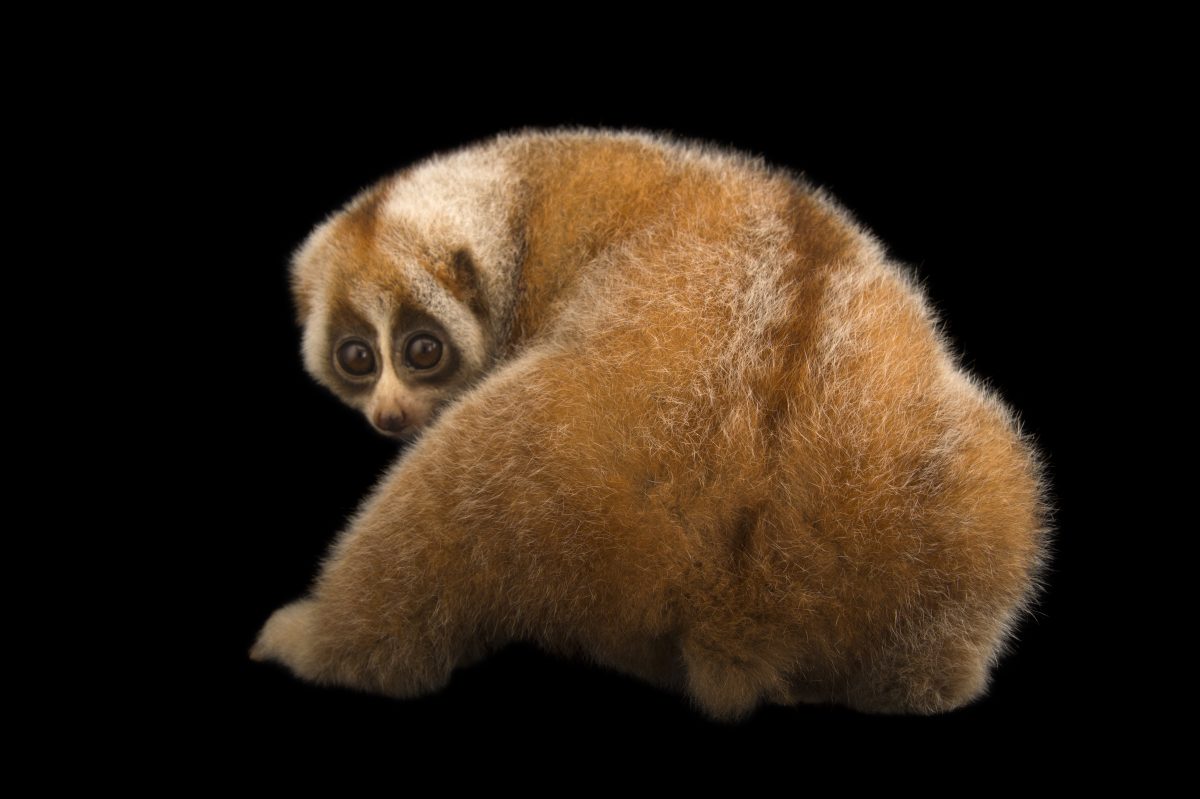 Bengal slow loris