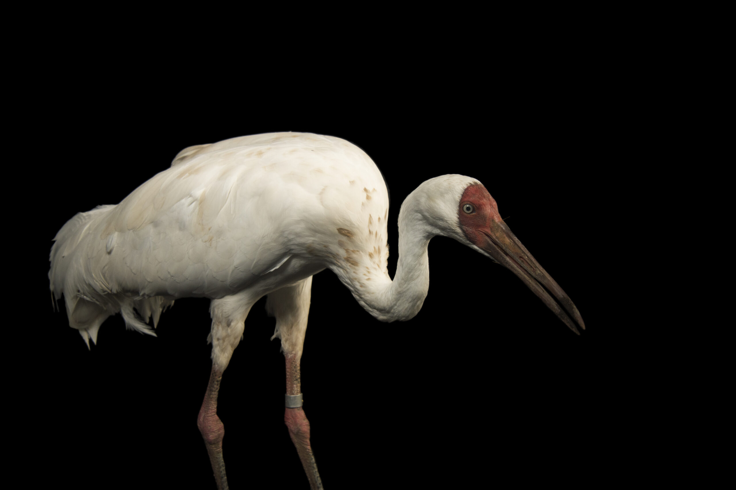 Siberian crane