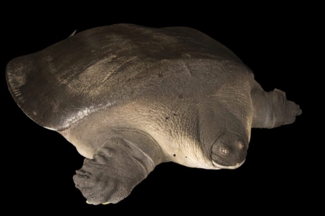 Cantors giant softshell turtle