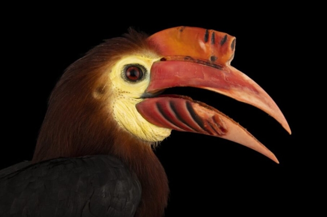 Rufous-headed Hornbill