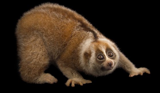 Nycticebus bengalensis, Bengal Slow Loris