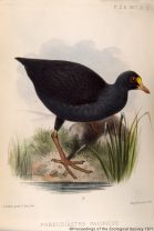 Pareudiastes pacificus, Samoan Moorhen