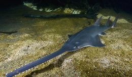 Pristis pristis - Large Sawtooth